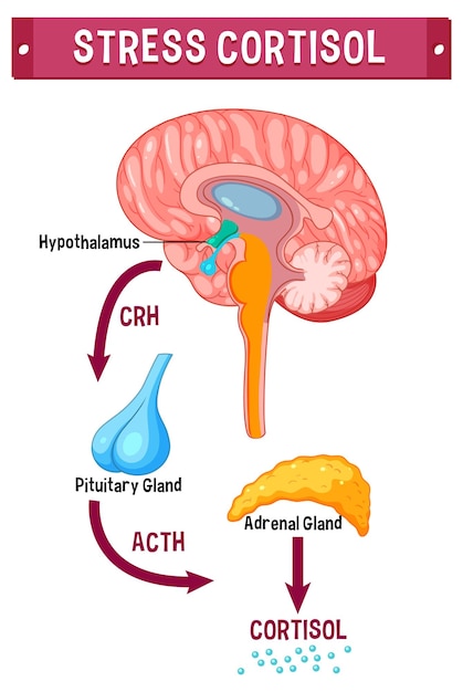 Free vector stress cortisol system scheme