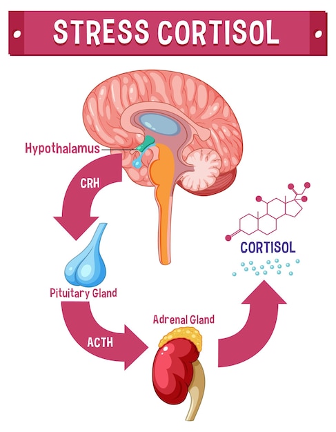 Free vector stress cortisol system scheme