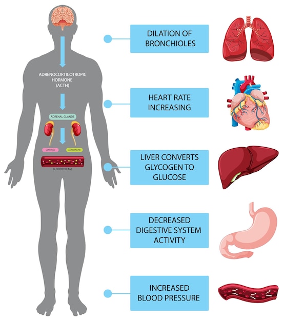 Free vector stress response anatomical diagram with inner organs