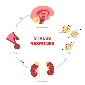 Stress response system. hypothalamic pituitary adrenal axis. adrenal and pituitary glands concept