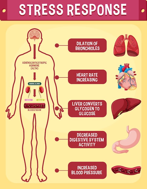 Vettore gratuito schema del sistema di risposta allo stress
