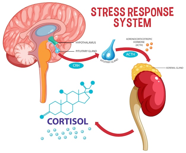 Stress response system scheme