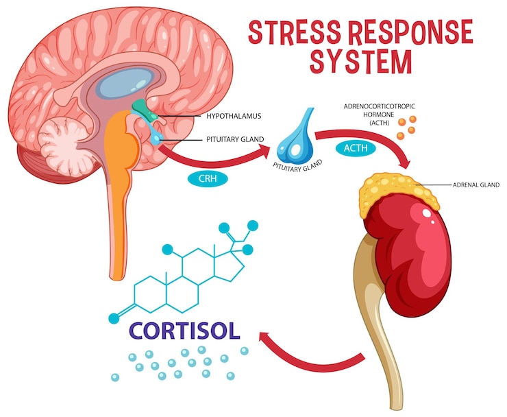 Free Vector stress response system scheme
