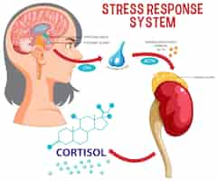 Vettore gratuito schema del sistema di risposta allo stress