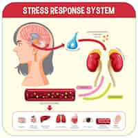 Free vector stress response system scheme