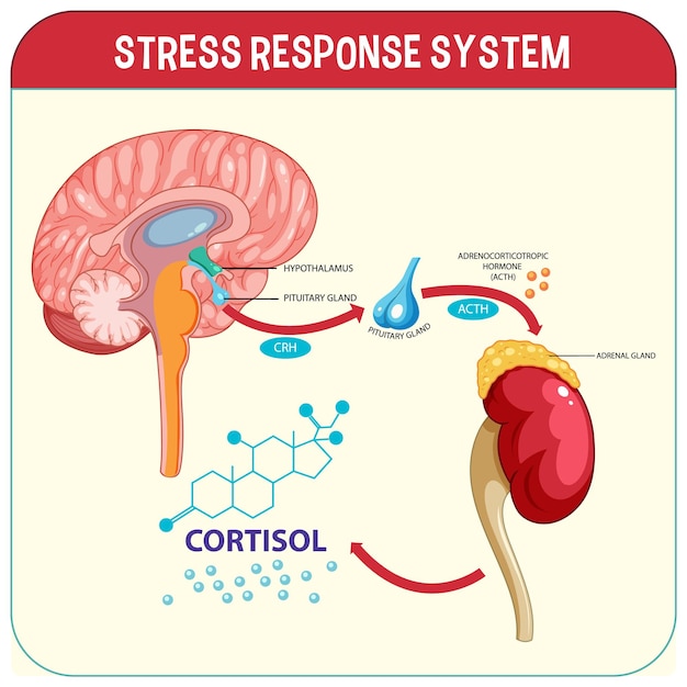 Free vector stress response system scheme