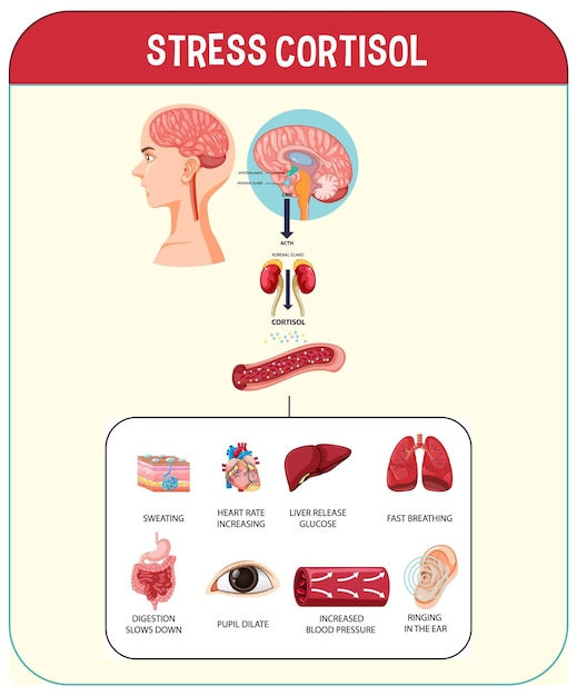 Vettore gratuito schema del sistema di risposta allo stress