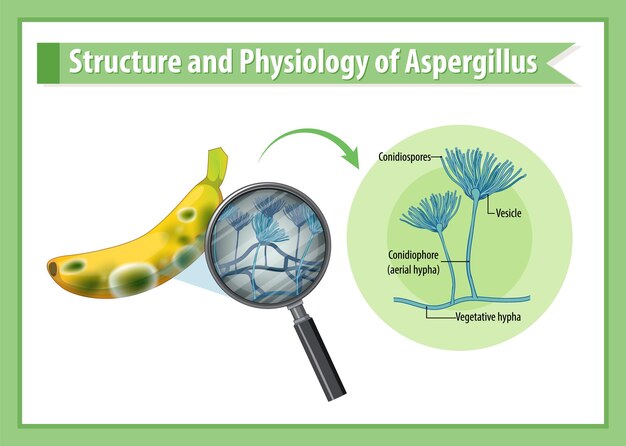 무료 벡터 바나나 aspergillus의 구조와 생리학