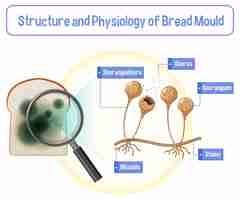 無料ベクター パンカビの構造と生理学