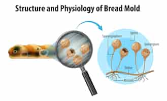 Бесплатное векторное изображение Структура и физиология хлебной плесени