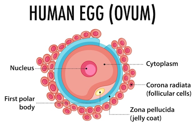 Structure of human egg ovum