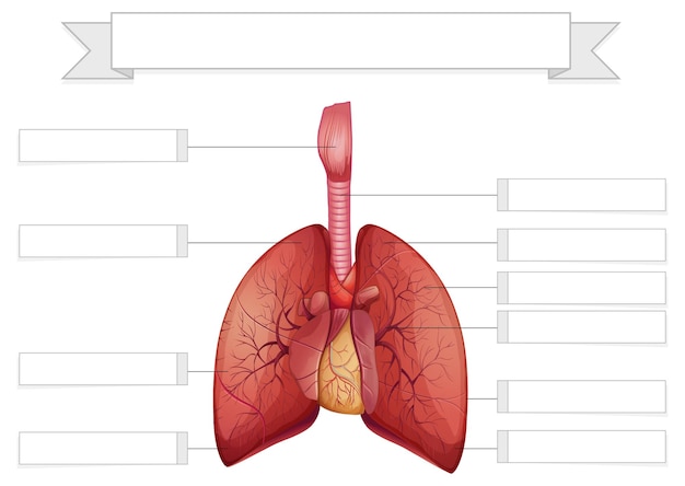 Free vector structure of the lungs worksheet template