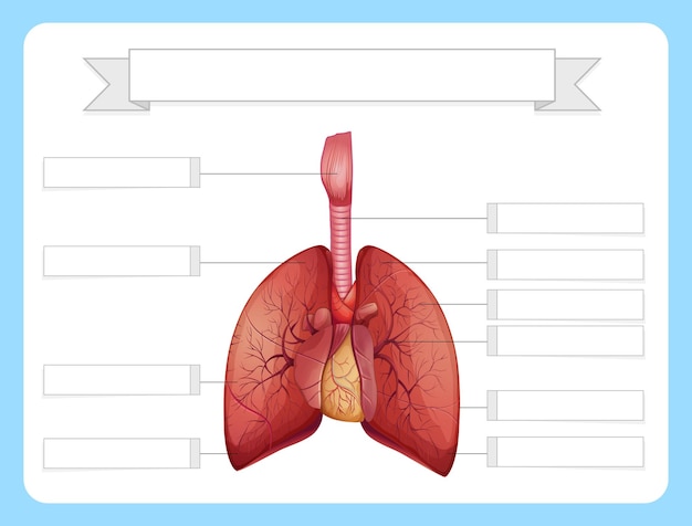 Free vector structure of the lungs worksheet template