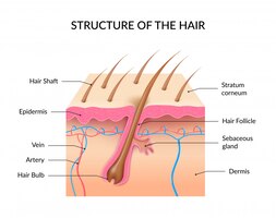 structure of the hair infographic
