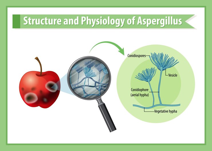 मुफ़्त वेक्टर structure and physiology of apple aspergillus