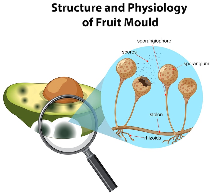Free Vector structure and physiology of avocado mold