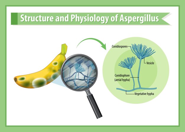 バナナアスペルギルスの構造と生理学