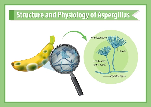 Structure and Physiology of banana Aspergillus