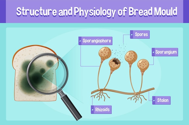 Free vector structure and physiology of bread mold
