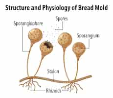 Vettore gratuito struttura e fisiologia della muffa del pane