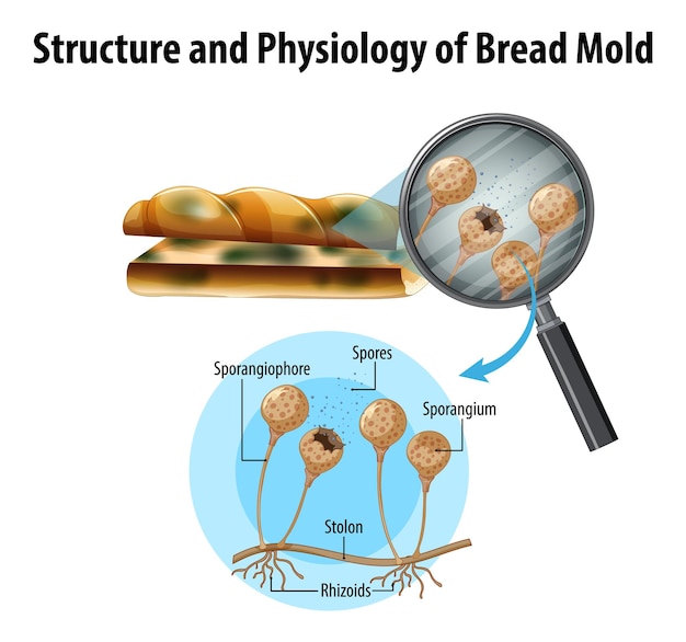 Free vector structure and physiology of bread mold