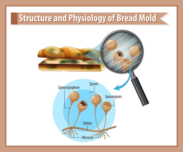 Vettore gratuito struttura e fisiologia della muffa del pane