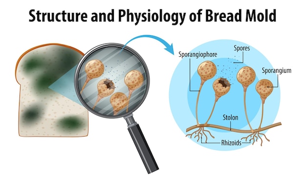 Structure and Physiology of Bread Mold