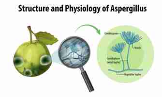 Vettore gratuito struttura e fisiologia della guaiava aspergillus