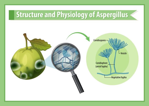 구아바 Aspergillus의 구조 및 생리학