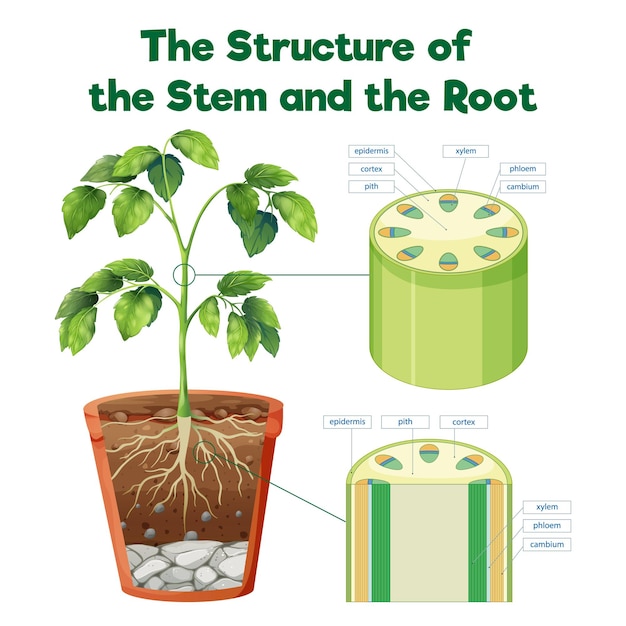 Free vector the structure of the stem and the root