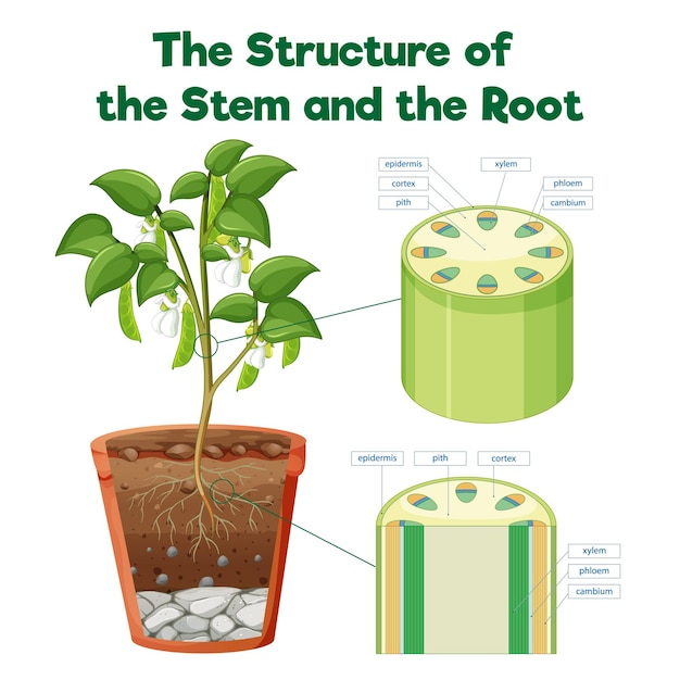 The structure of the stem and the root