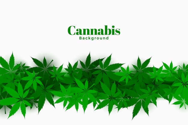 Stylish cannabis background with marijuana leaves design