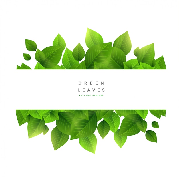 Stylish green leaves with text space