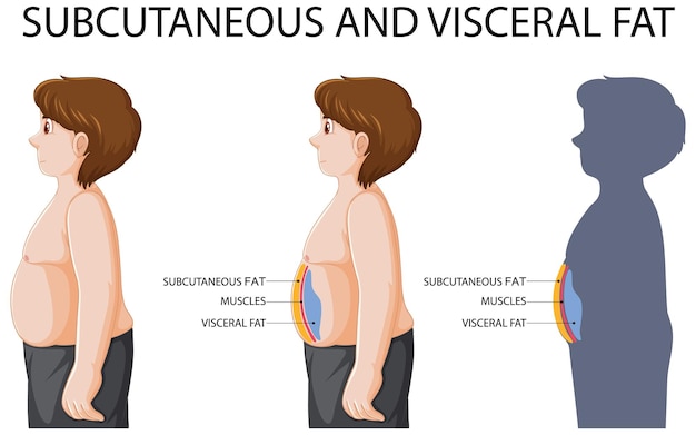 Free vector subcutaneous and visceral fat diagram