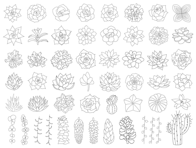 Набор векторных сочные и кактусы. нарисованная рукой иллюстрация цветка пустыни в стиле болвана. установите растения с черным контуром