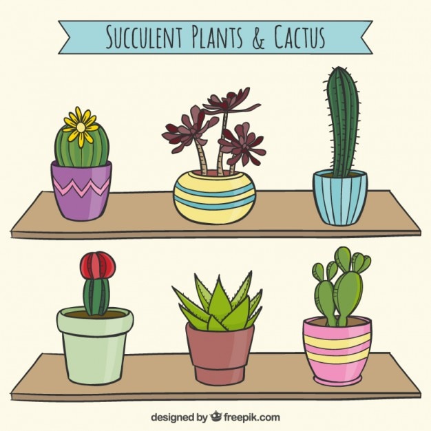 Vettore gratuito collezione di cactus succulente