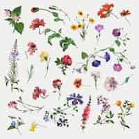 Vettore gratuito illustrazione di set di fiori estivi, remixata da opere di jacques-laurent agasse
