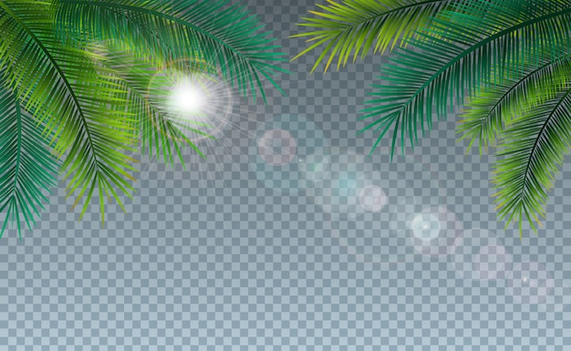 Summer Illustration with Tropical Palm Leaves on Transparent