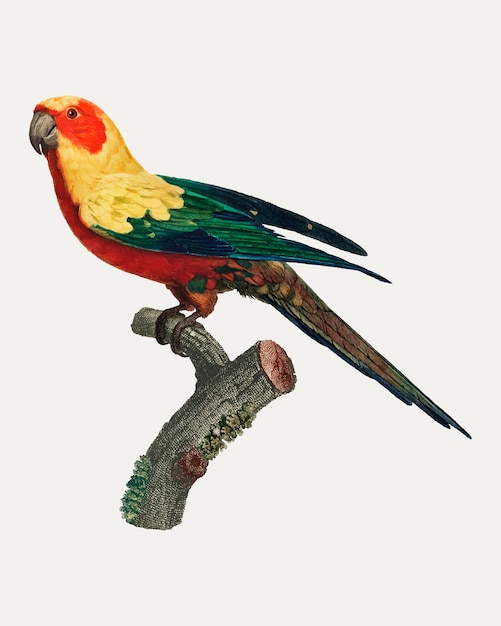 Free vector sun parakeet