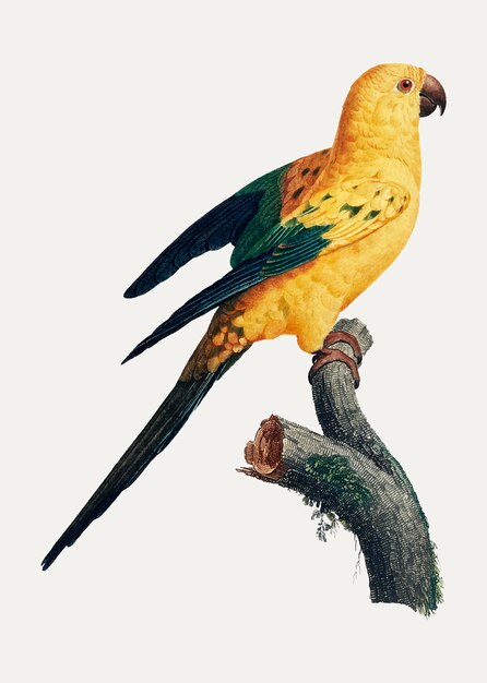 Sun parakeet