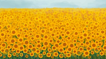 Sunflower garden background