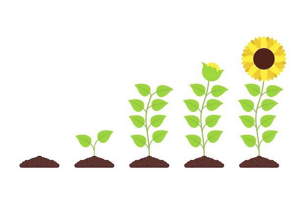 Free vector sunflower growth