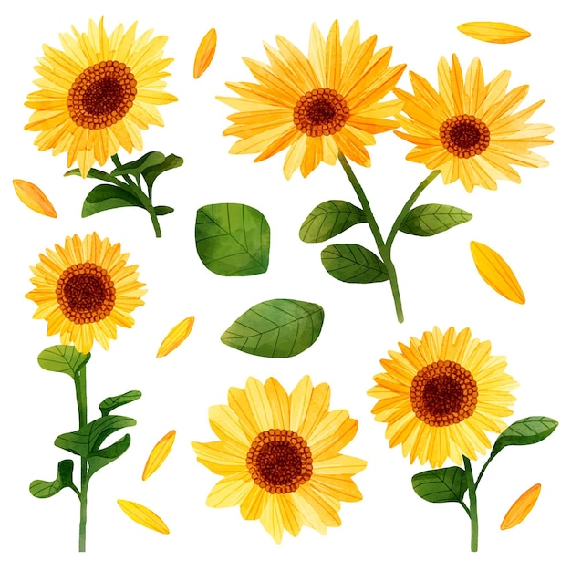 Illustrazione di girasole impostata in stile dipinto a mano