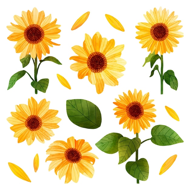 Sunflower illustration set in hand painted style