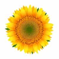 Free vector sunflower isolated on white