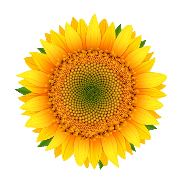 Sunflower isolated on white