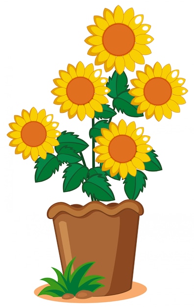 Free vector sunflower plant in the pot