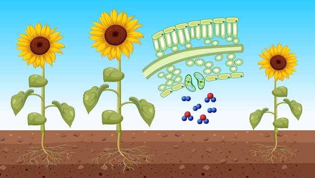 Girasole che mostra cellula fogliare