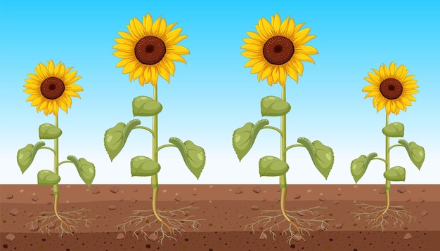 Free vector sunflower showing root underground