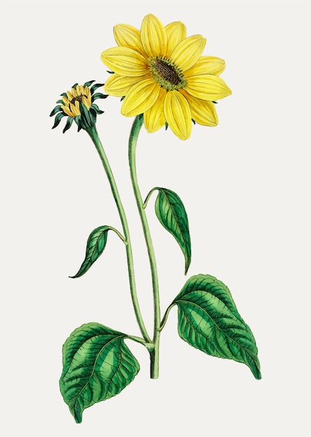 Sunflower trumpet stalked